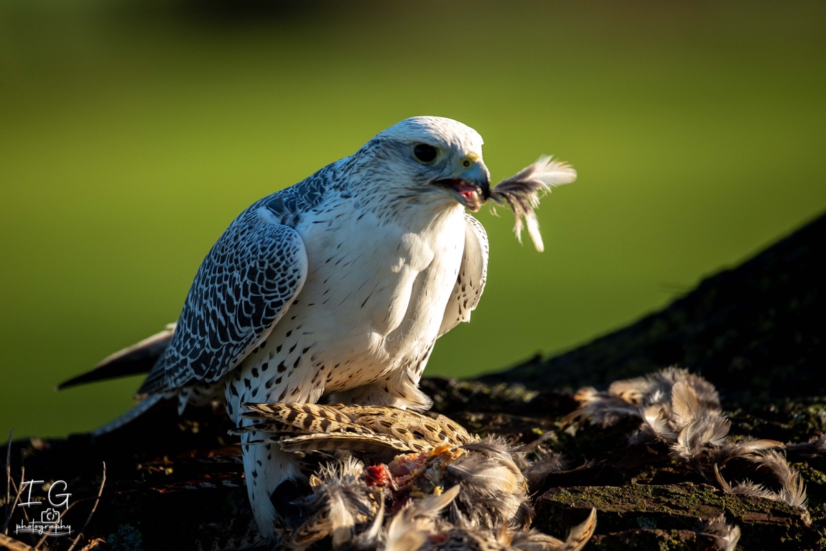  5D49860 21 november 2021 1211 01